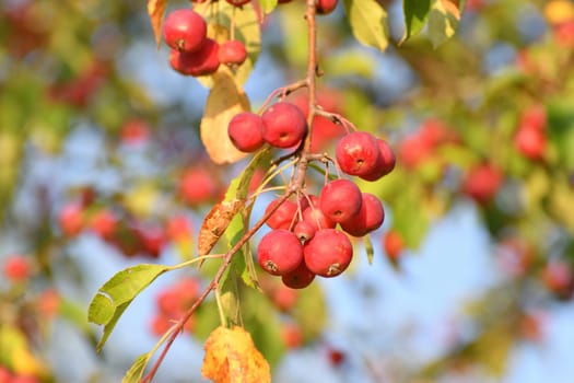 Red small paradise apples on the branches of a wild apple tree close-up