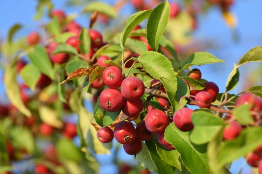 Red small paradise apples on the branches of a wild apple tree close-up