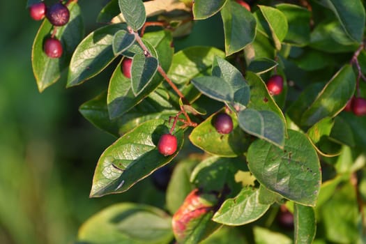 Cotoneaster - ornamental deciduous shrub with berries, used in a landscape design