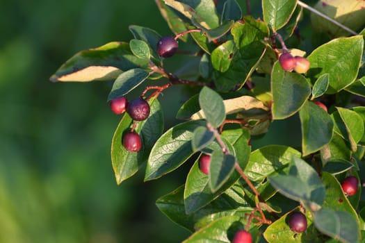 Cotoneaster - ornamental deciduous shrub with berries, used in a landscape design