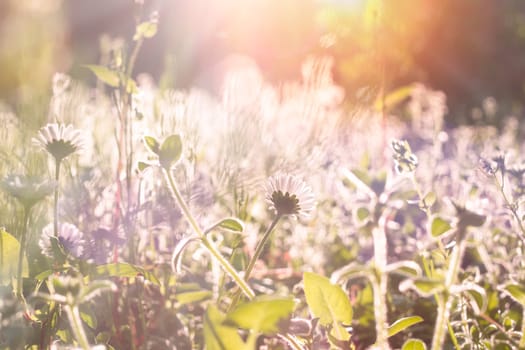 Chamomile flower field. Close up daisy in the nature. Flowers in sun light.