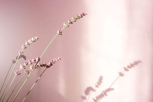 Flower. Bouquet of lavender at home, shadow of flowers in wall. Copy space