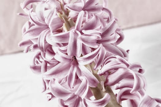Flowering plant of hyacinth ,  bulbous flower ,
