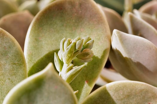 Detail of succulent plant graptopetalum common named ghost plant or mother-of-pearl with small flowers ,