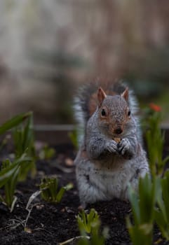 A cute Eastern Gray Squirrel (Sciurus carolinensis) is standing on its hind legs in the park. Space for text, Selective focus.
