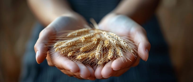 Hand holding a bundle of harvested wheat, symbolizing agriculture and harvest.