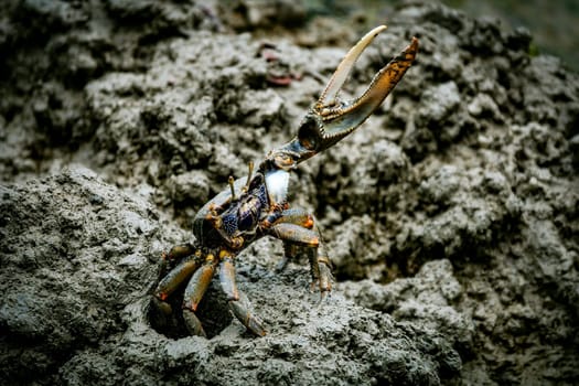 West African fiddler crab (Uca tangeri Gelasimus cimatodus Gelasimus tangeri) male with huge claw on muddy beach