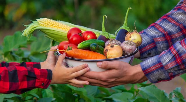 a farmer man and his son collect vegetables in a bowl. Selective focus.