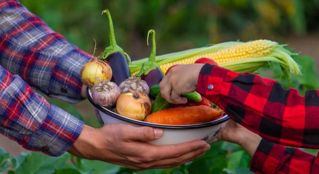 a farmer man and his son collect vegetables in a bowl. Selective focus.