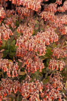 Blooming Live Evergreen Succulent Marnier Kalanchoe Flower, Bush Outdoor. Garden Plant. Flora and Botany. Vertical Plane. Kalanchoe Marieriana Bloom. High quality photo