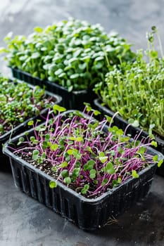 Fresh microgreens on a plate, healthy eating concept, nature, Generative AI,