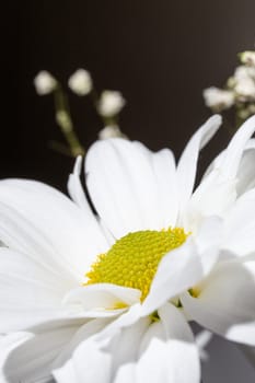 White daisy with vibrant yellow center, set against a dramatic black background, ideal for various creative projects.