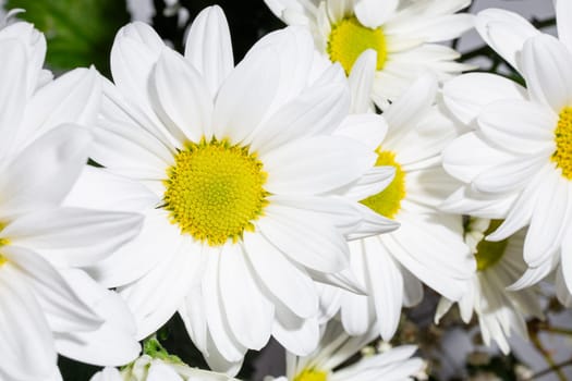 White daisy with vibrant yellow center, set against a dramatic black background, ideal for various creative projects.