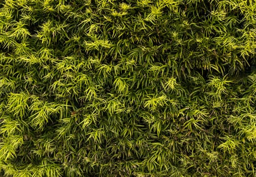 Bright Bamboo Green Leaves Background, Texture. Fresh Summer Natural Wallpaper. Horizontal Plane. Decorative Wall. High Quality Photo
