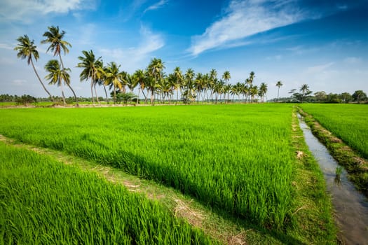 Rural Indian scene - rice paddy field and palms. Tamil Nadu, India