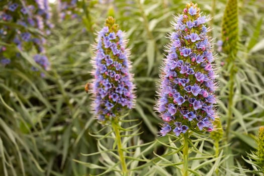 Purple Echium Fastuosum Or Pride Of Madeira, Blooming Evergreen Shrub. Beautiful Flower Stalks, Green Grey Foliage. Wallpaper Or Background. Flora And Botany, Gardening. Landscape Design. Horizontal.