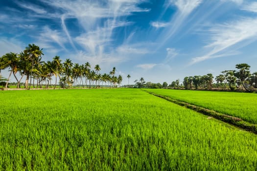 Rural Indian scene - rice paddy field and palms. Tamil Nadu, India