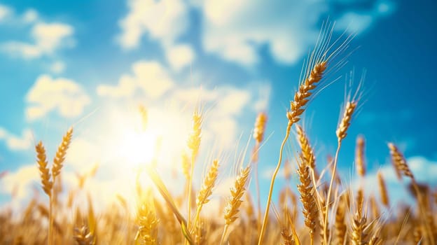 Growing wheat with sunlight and blue sky in the morning, food, Generative AI,