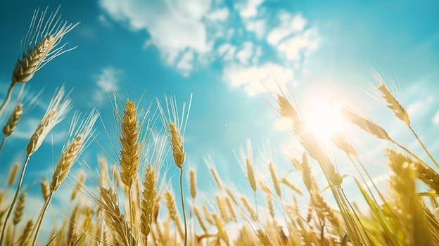 Growing wheat with sunlight and blue sky in the morning, food, Generative AI,