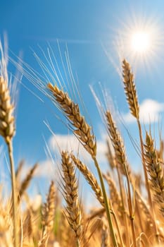 Growing wheat with sunlight and blue sky in the morning, food, Generative AI,