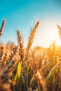 Growing wheat with sunlight and blue sky in the morning, food, Generative AI,