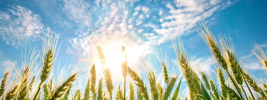 Growing wheat with sunlight and blue sky in the morning, food, Generative AI,