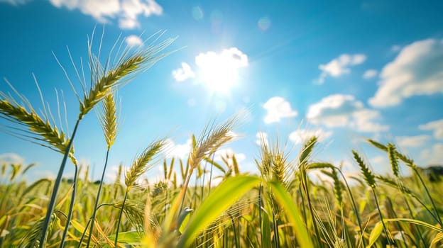 Growing wheat with sunlight and blue sky in the morning, food, Generative AI,