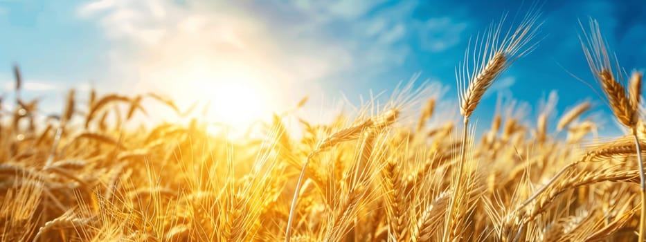 Growing wheat with sunlight and blue sky in the morning, food, Generative AI,