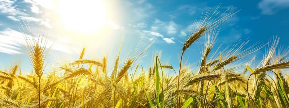 Growing wheat with sunlight and blue sky in the morning, food, Generative AI,
