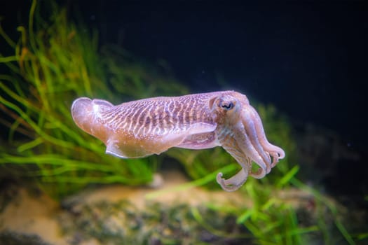 The Common (European) Cuttlefish (Sepia officinalis) underwater in sea - cephalopod, related to squid and octopus