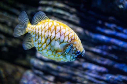 Australian pineapplefish Cleidopus gloriamaris aka mailfish underwater in sea