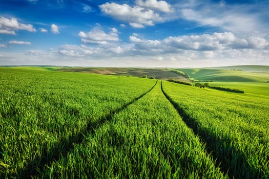 Green fields of Moravia, Czech Republic