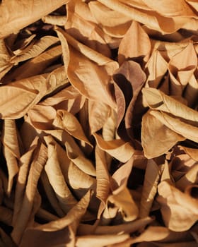 A Pile Of dry Brown Leaves On A Table.