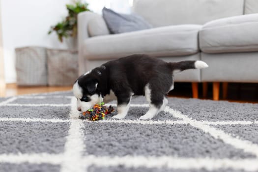 Adorable black and white puppy playing with a colorful chew toy in a cozy home setting.