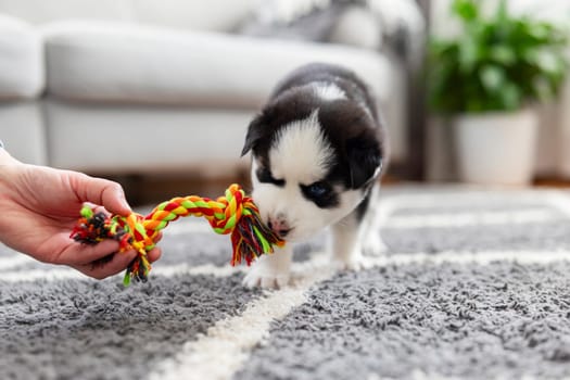 Puppy playing with colorful rope toy on carpet. Pet playtime and young animals concept. Design for pet care resources, educational materials