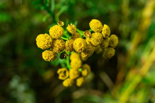 Yellow tansy flowers close-up. Tansy medicinal plant.