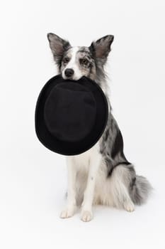 A well-trained dog sits on its butt and holds a black hat on its face. Border Collie dog. A purebred dog with a proven pedigree. Intelligent herding dog.
