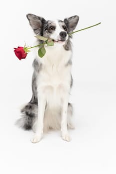 A well trained dog holds one red rose in its mouth. Border Collie dog. A purebred dog with a proven pedigree. Intelligent herding dog.