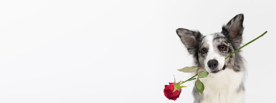 The frame shows a dog that tilts its head to one side and holds a fresh red rose in its mouth. Border Collie dog. A purebred dog with a proven pedigree. Intelligent herding dog. Panoramic frame.