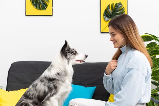 A young adult sits with a dog in the living room at home practicing obedience. The room of the living room in a modern styling. Purebred Border Collie dog in shades of white and black, and long and fine hair.
