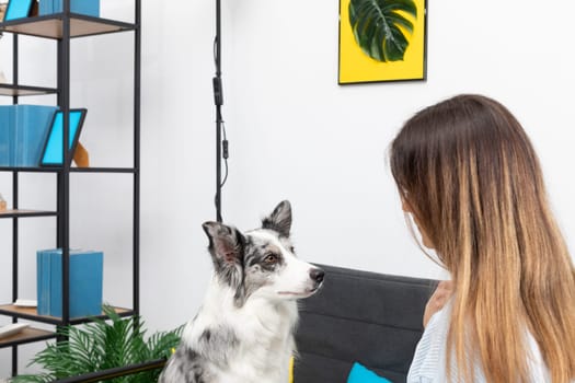 A young adult sits with a dog in the living room at home practicing obedience. The room of the living room in a modern styling. Purebred Border Collie dog in shades of white and black, and long and fine hair.
