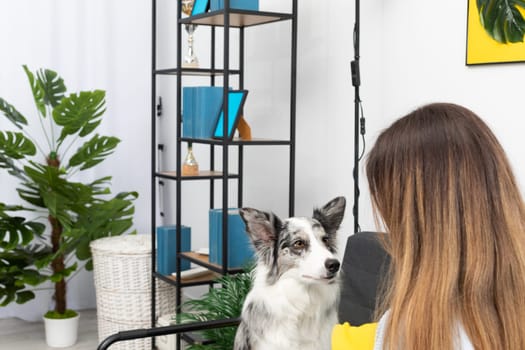A young adult sits with a dog in the living room at home practicing obedience. The room of the living room in a modern styling. Purebred Border Collie dog in shades of white and black, and long and fine hair.