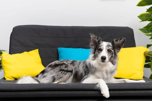 The dog rests on the sofa in the living room at home and calmly waits for the arrival of his sitter. The room of the living room in a modern styling. Purebred Border Collie dog in shades of white and black, and long and fine hair.