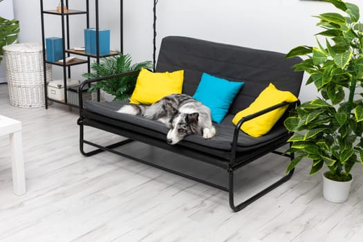 The dog rests on the sofa in the living room at home and calmly waits for the arrival of his sitter. The room of the living room in a modern styling. Purebred Border Collie dog in shades of white and black, and long and fine hair.