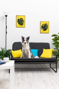 A trained dog sits vigilantly on his ass on the sofa in the living room at home. Purebred Border Collie dog in shades of white and black, and long and fine hair. Living room in a modern styling.