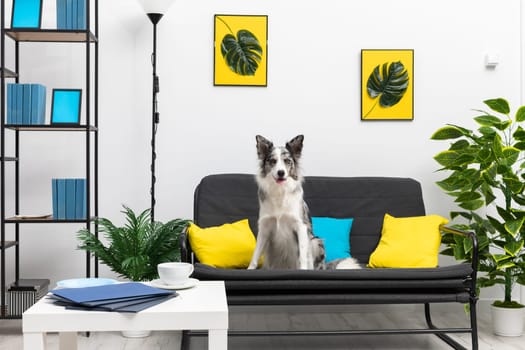 A trained dog sits vigilantly on his ass on the sofa in the living room at home. Purebred Border Collie dog in shades of white and black, and long and fine hair. Living room in a modern styling.