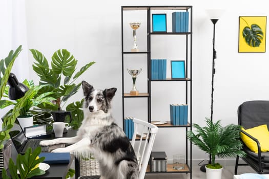 While the babysitter was away, the dog sat on the chair in front of the laptop in the living room. Purebred Border Collie dog in shades of white and black, and long and fine hair. Living room in a modern styling.