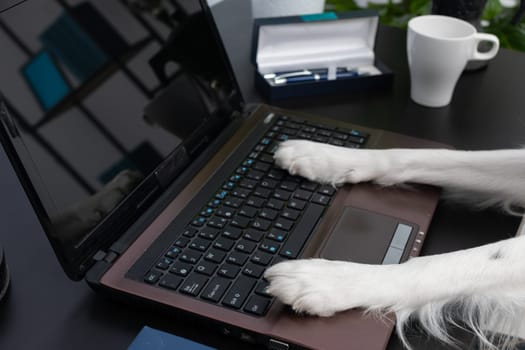 A dog that handles a laptop with its paws and sits at its babysitter's desk. Purebred Border Collie dog in shades of white and black, and long and fine hair. Living room in a modern styling.
