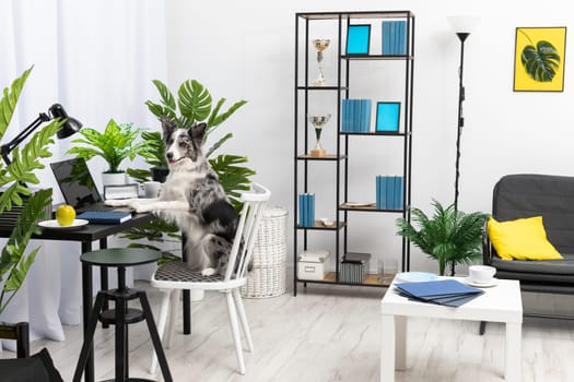 While the babysitter was away, the dog sat on the chair in front of the laptop in the living room. Purebred Border Collie dog in shades of white and black, and long and fine hair. Living room in a modern styling.