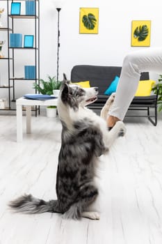 During training in the living room at home, the dog learns to hold his sitter. Purebred Border Collie dog in shades of white and black, and long and fine hair. Living room in a modern styling.